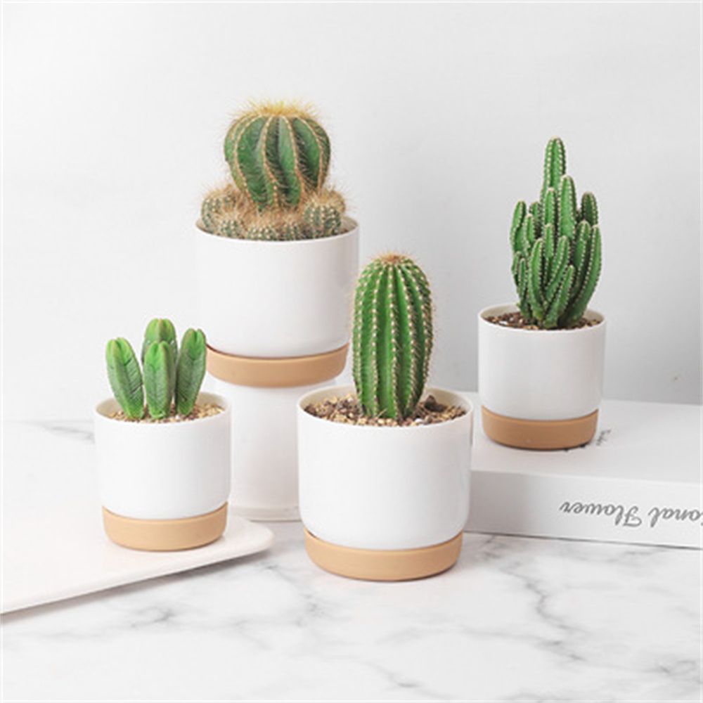 Echeveria Succulent - Pot Bunga Penyiraman Otomatis untuk Tanaman