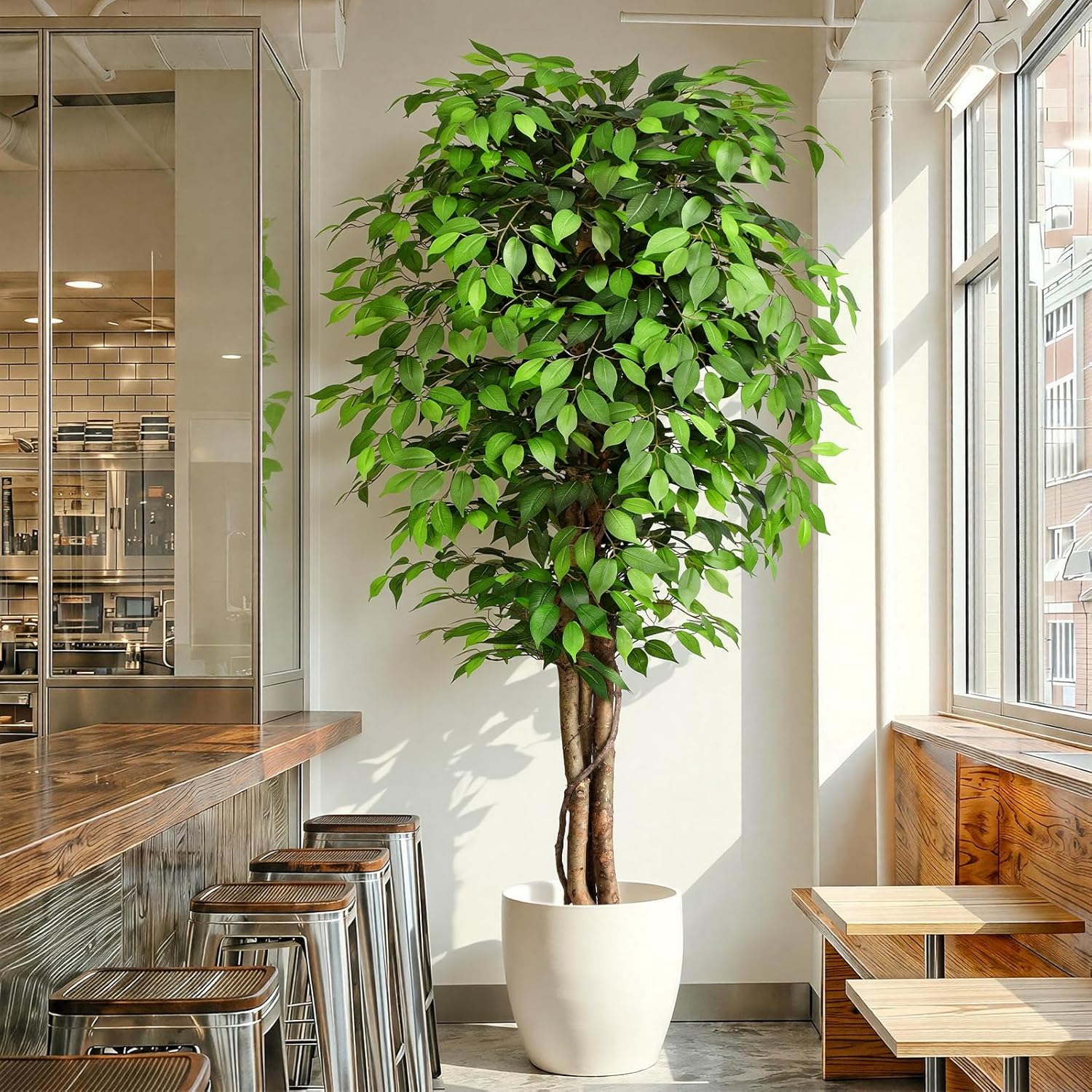 Monstera Adansonii - Pohon Ficus Buatan yang Mirip Asli