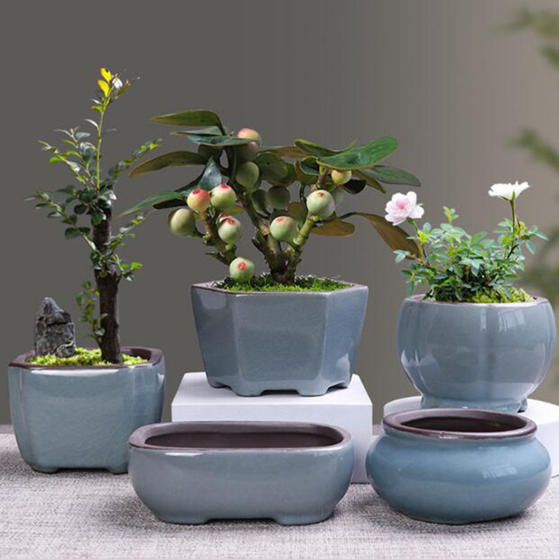 Echeveria Succulent - Retro Keramik Pot Bunga Asparagus Pot