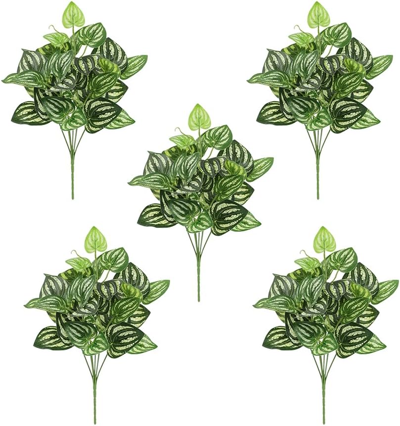 Peperomia Watermelon - 5 Buah Tanaman Buatan Peperomia Semangka