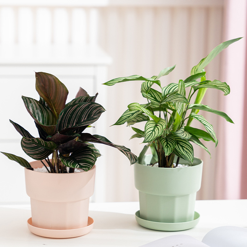 Aloe Vera Pot - Pot Bunga Meja Minimalis Nordik, Plastik