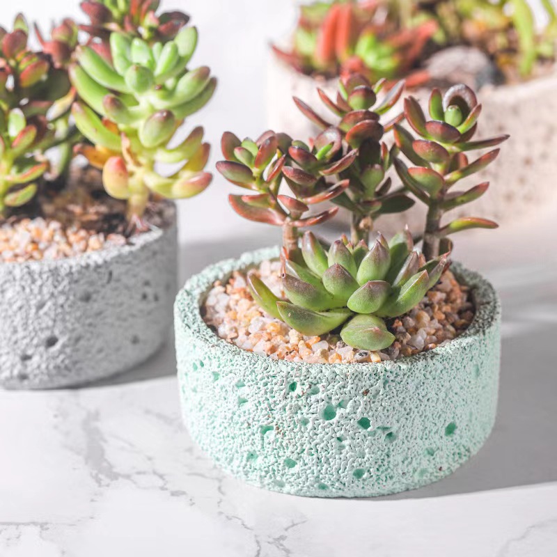 Pot bunga semen Nordic pot bun - Echeveria Succulent ulasan dan harga