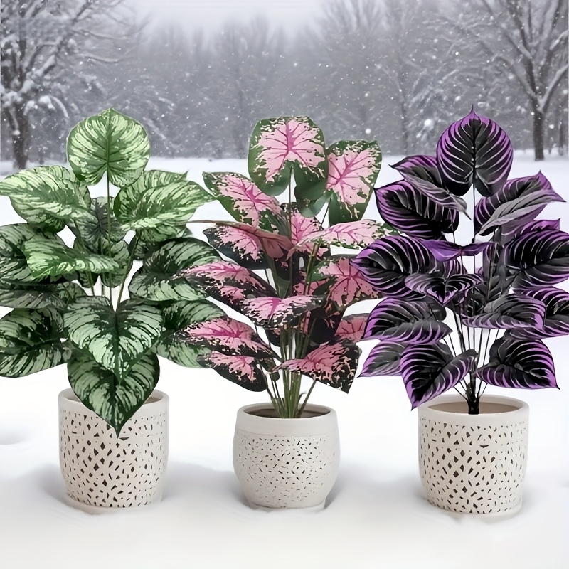 3 Buah 60Cm Set Tanaman Hijau  - Monstera Adansonii ulasan dan harga