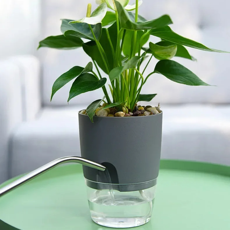 Pot Bunga Plastik Transparan D - Aloe Vera Pot ulasan dan harga