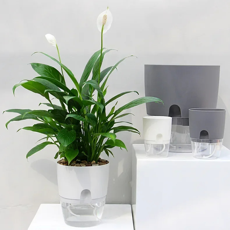Pot Bunga Plastik Transparan D - Aloe Vera Pot ulasan dan harga