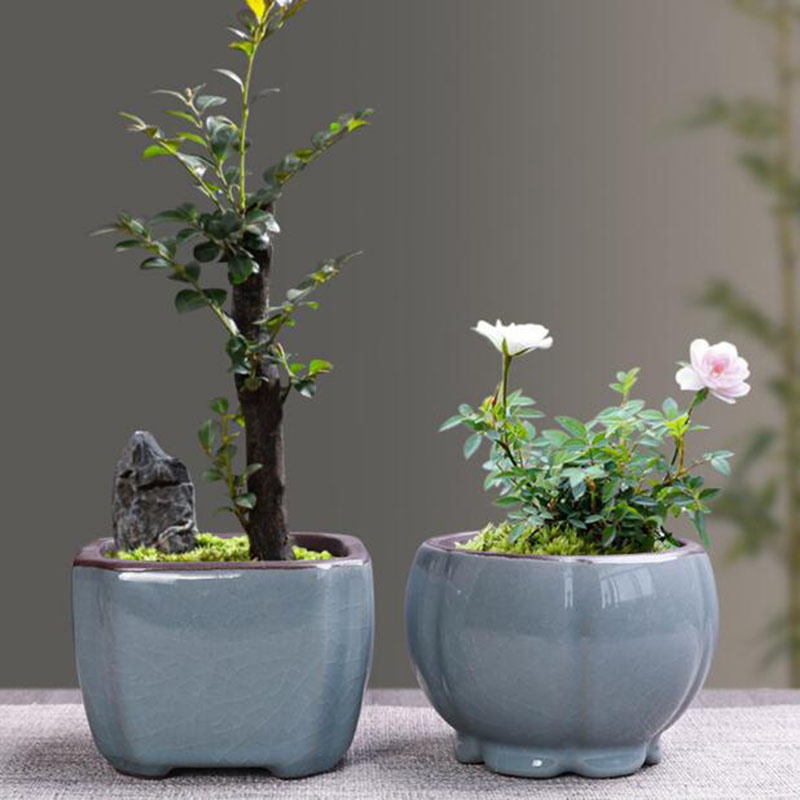 Retro Keramik Pot Bunga Aspara - Echeveria Succulent ulasan dan harga