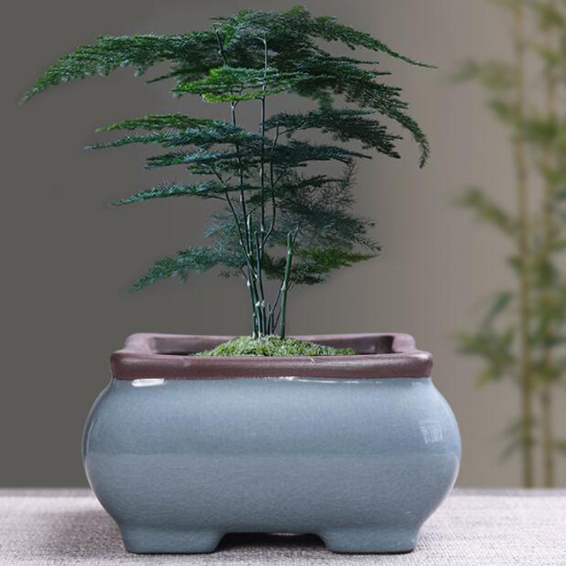 Retro Keramik Pot Bunga Aspara - Echeveria Succulent ulasan dan harga