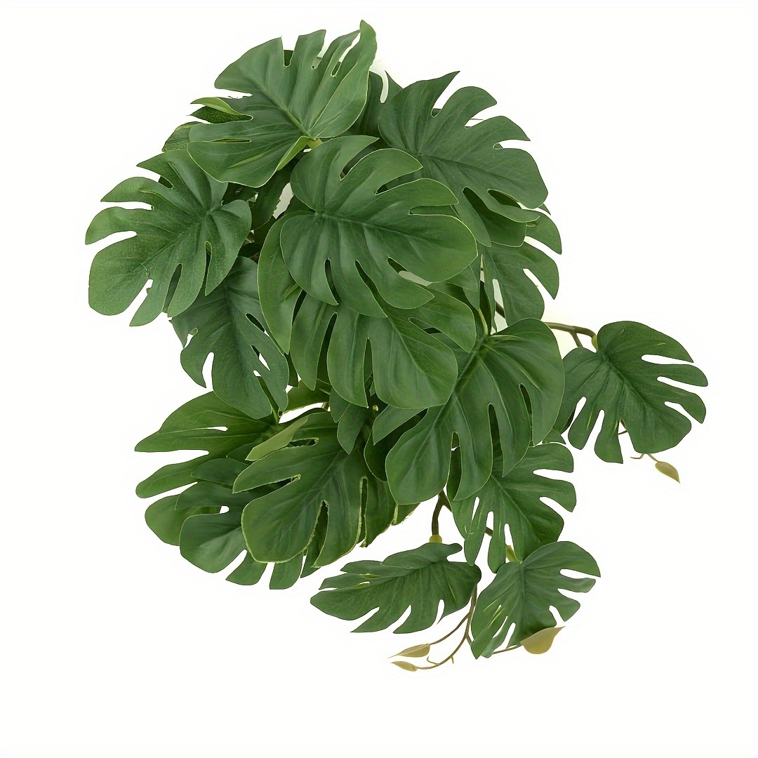 Tanaman Reptil untuk Terarium  - Monstera Adansonii ulasan dan harga