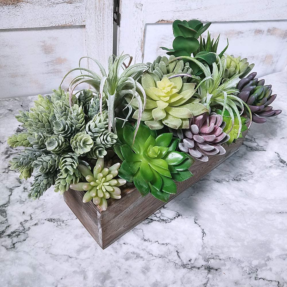 15 Paket Tanaman Sukulen Buata - Echeveria Succulent ulasan dan harga
