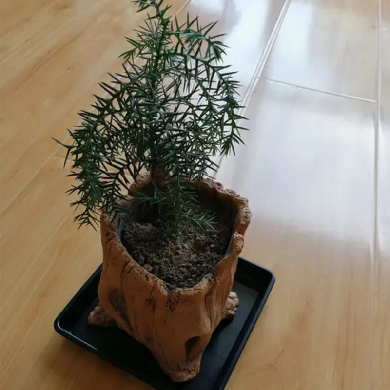 Pot tanaman pot bunga kreatif, - Echeveria Succulent ulasan dan harga