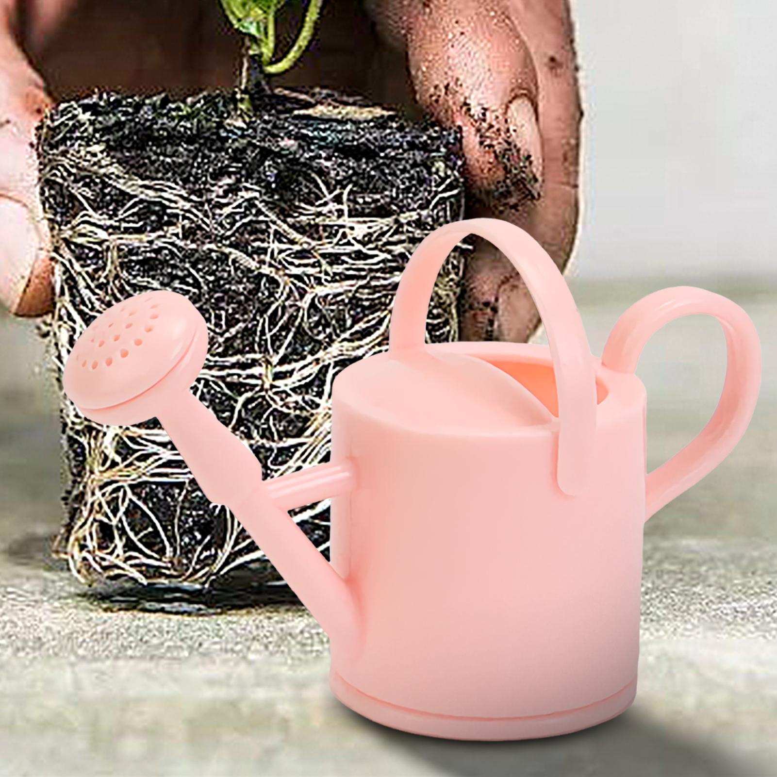 Kaleng Penyiram Anak Kecil, Al - Echeveria Succulent ulasan dan harga