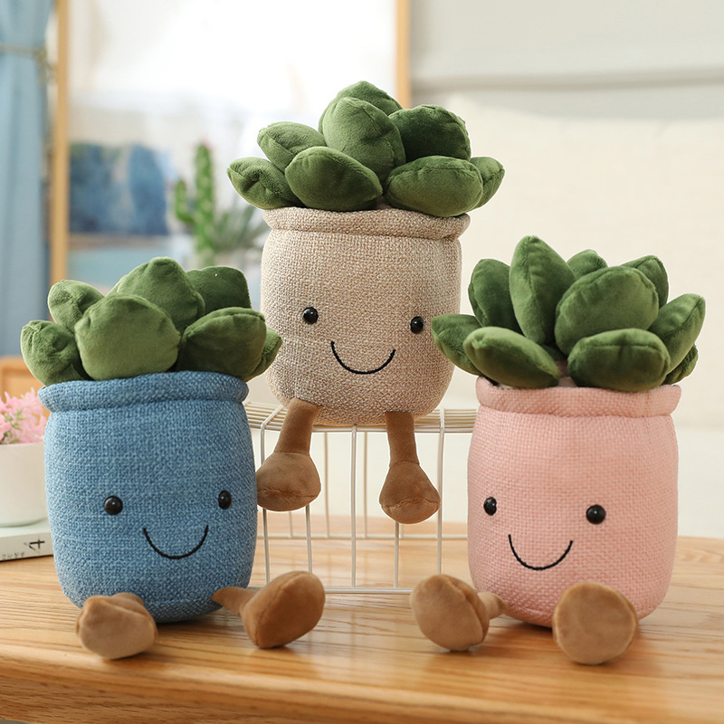Tanaman Sukulen Tulip Mirip As - Echeveria Succulent ulasan dan harga
