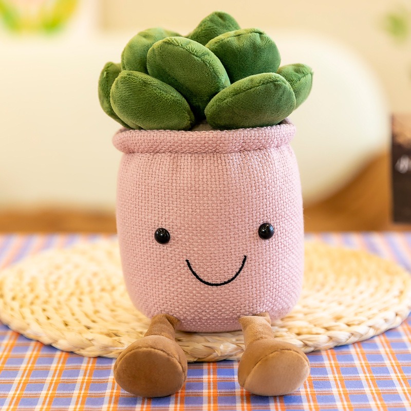 Tanaman Sukulen Tulip Mirip As - Echeveria Succulent ulasan dan harga