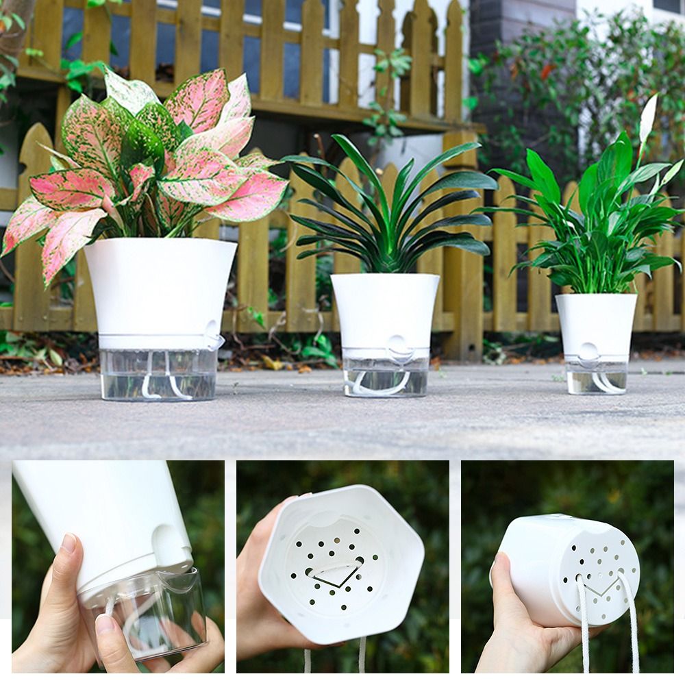 Pot bunga plastik lapisan gand - Aloe Vera Pot ulasan dan harga