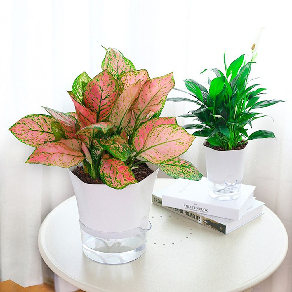 Pot bunga plastik lapisan gand - Aloe Vera Pot ulasan dan harga