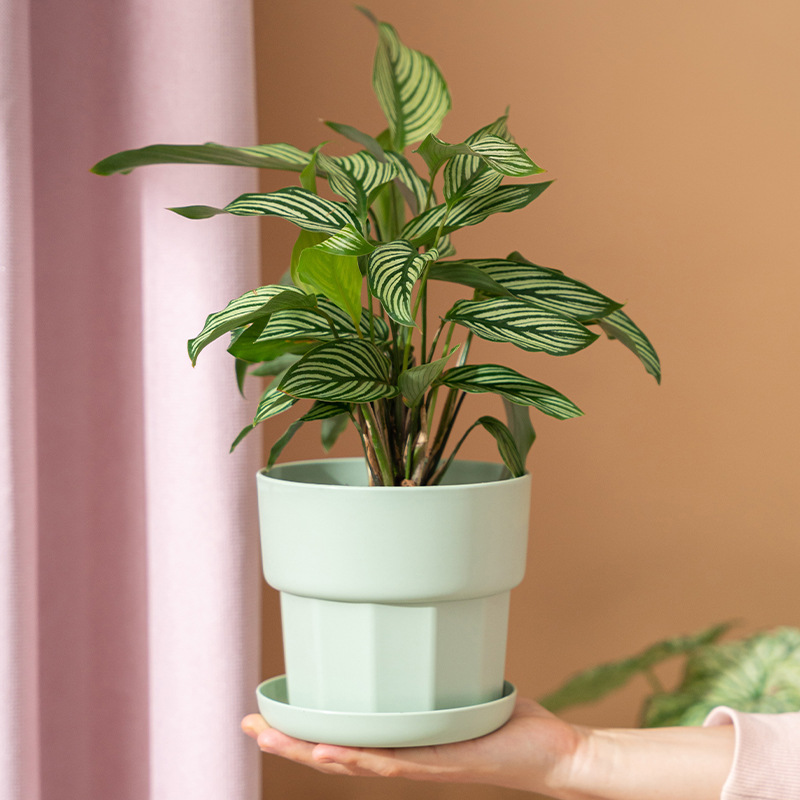 Pot Bunga Meja Minimalis Nordi - Aloe Vera Pot ulasan dan harga