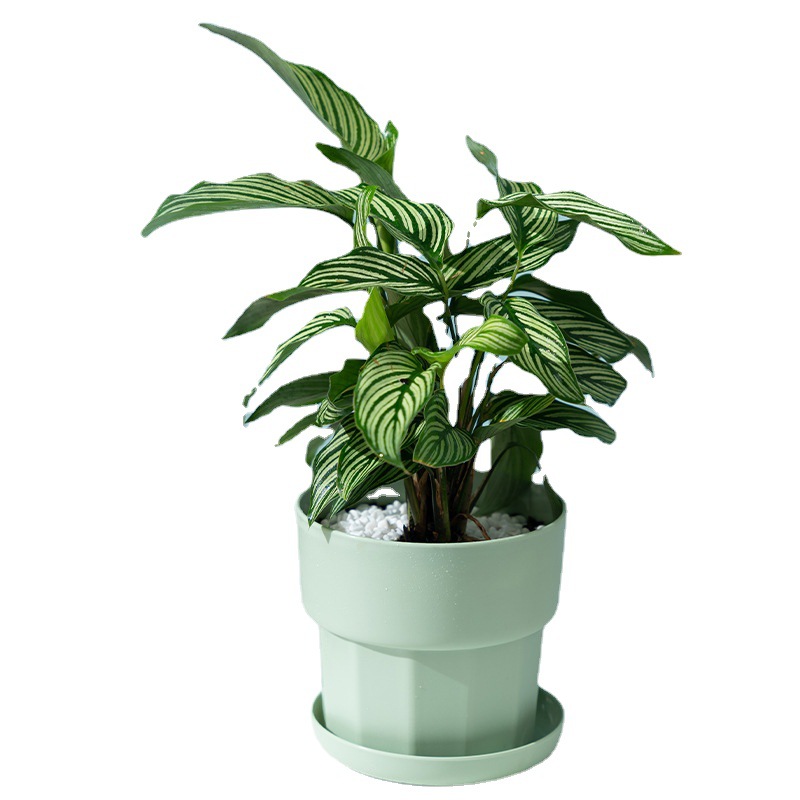 Pot Bunga Meja Minimalis Nordi - Aloe Vera Pot ulasan dan harga