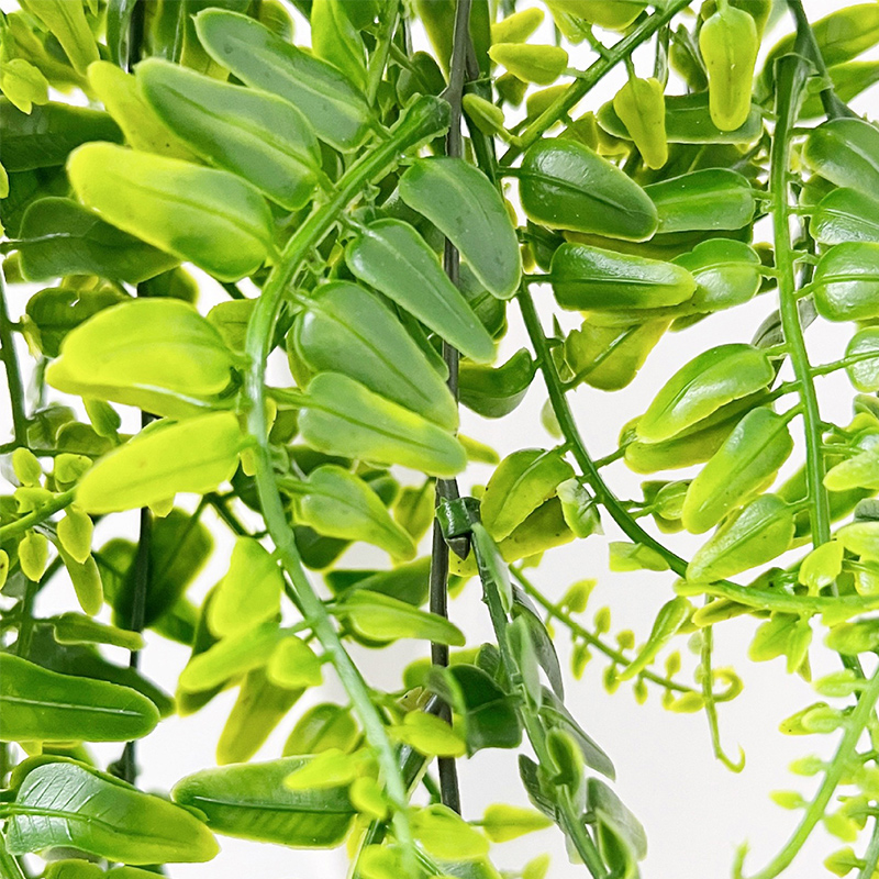 Dekorasi ruang rumah daun paki - Monstera Adansonii ulasan dan harga