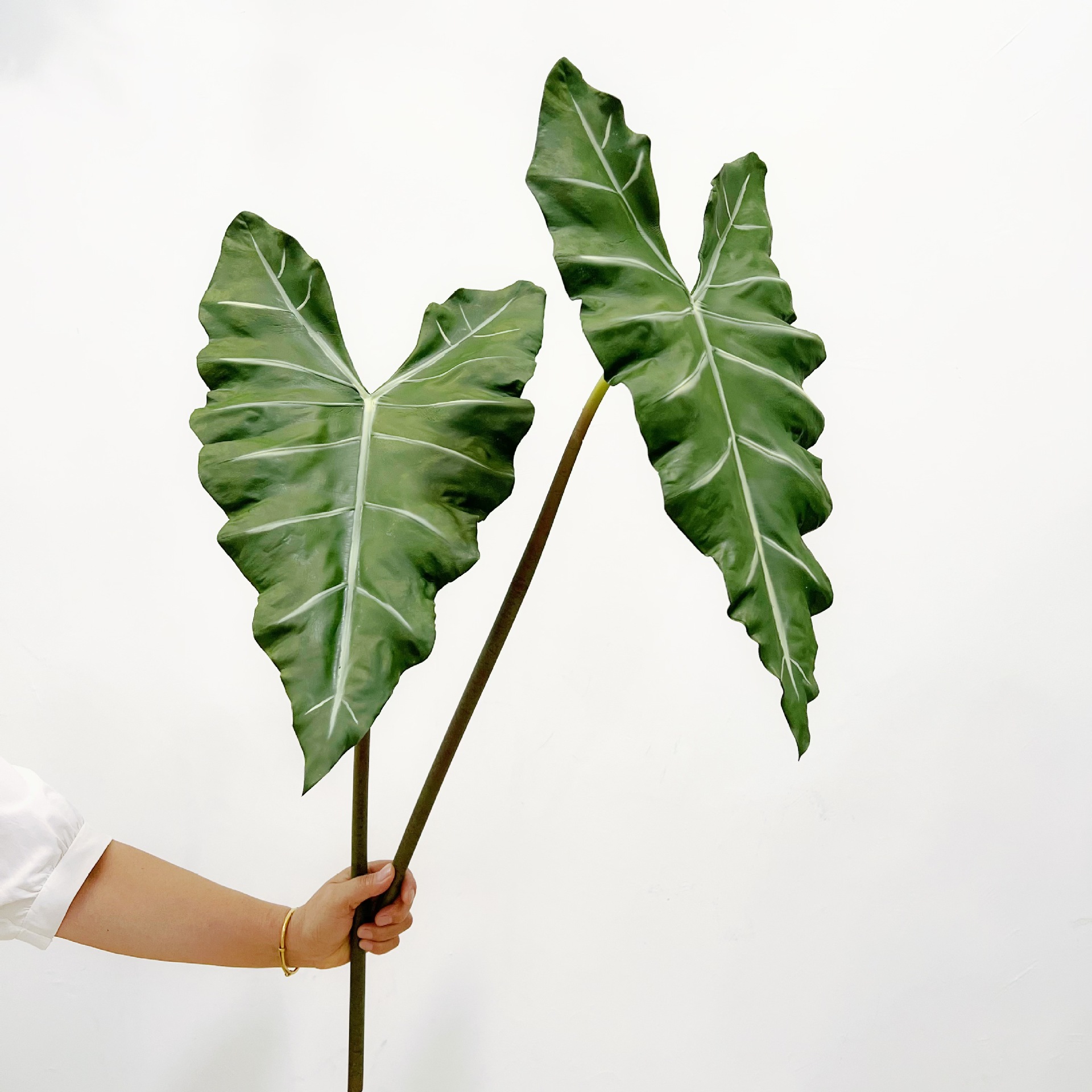 Simulasi panjang PU merasa tan - Monstera Adansonii ulasan dan harga